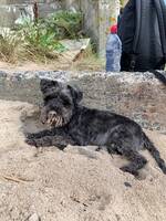 Dvärg snauzer Dvärg snauzer