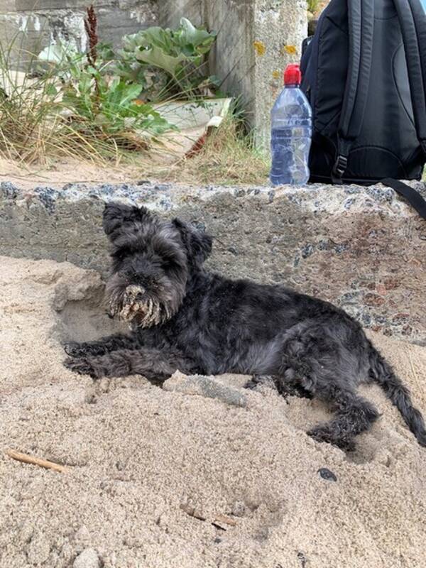 Hund - Dvrg snauzer