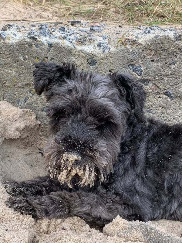 Hund - Dvrg snauzer