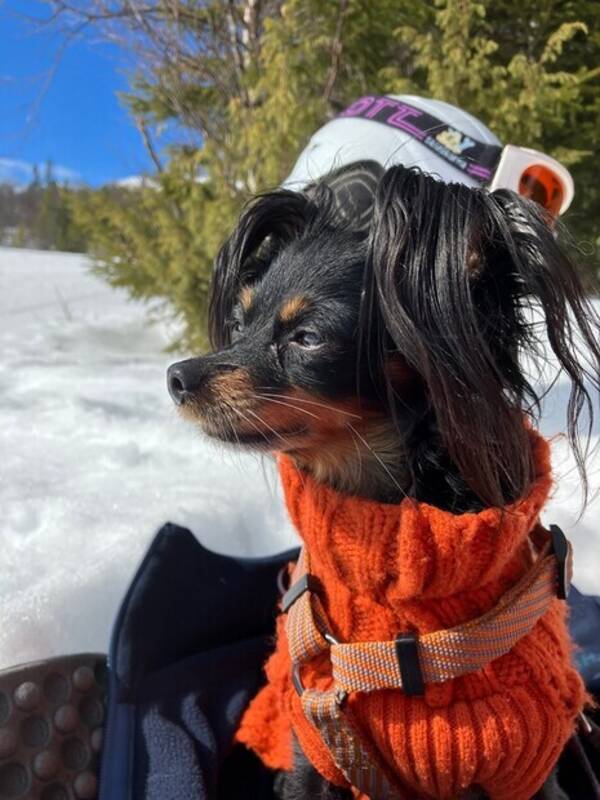 Hund - Felix