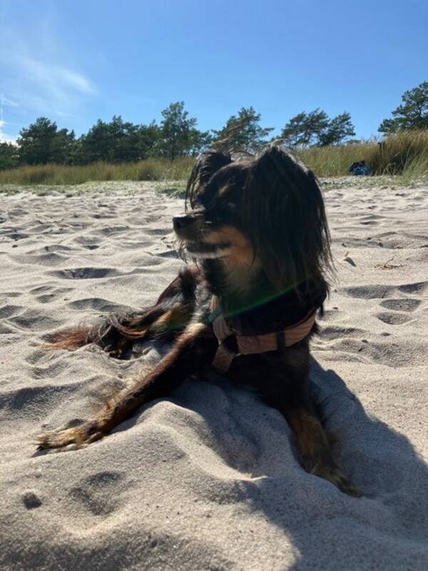 Hund - Felix
