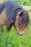 Mini shettis Piggelin Mini shettis Piggelin