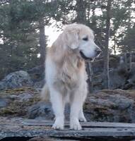 Golden retriver Golden retriver