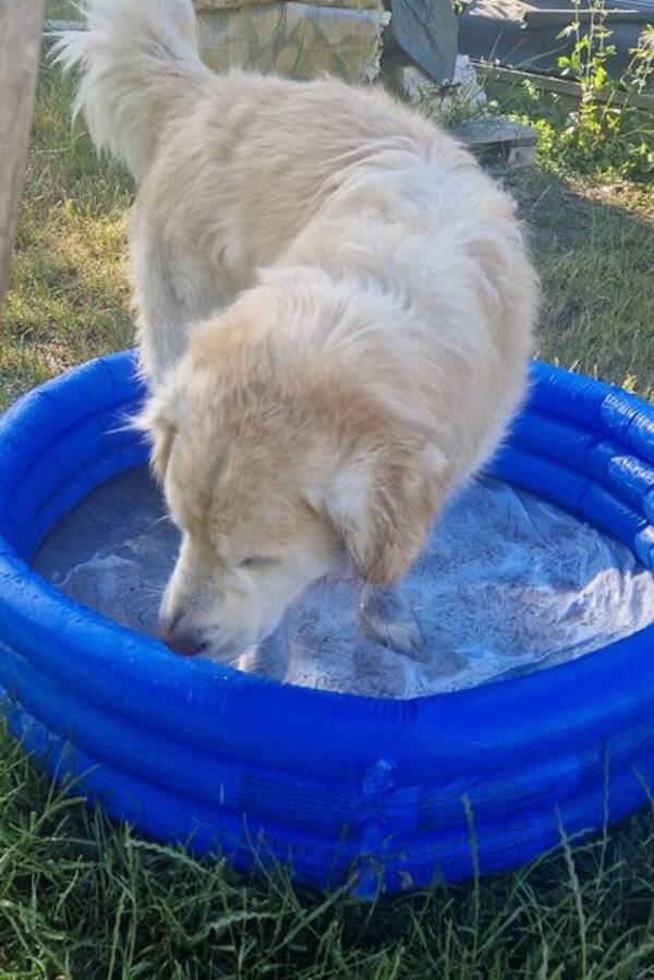 Hund - Golden retriver