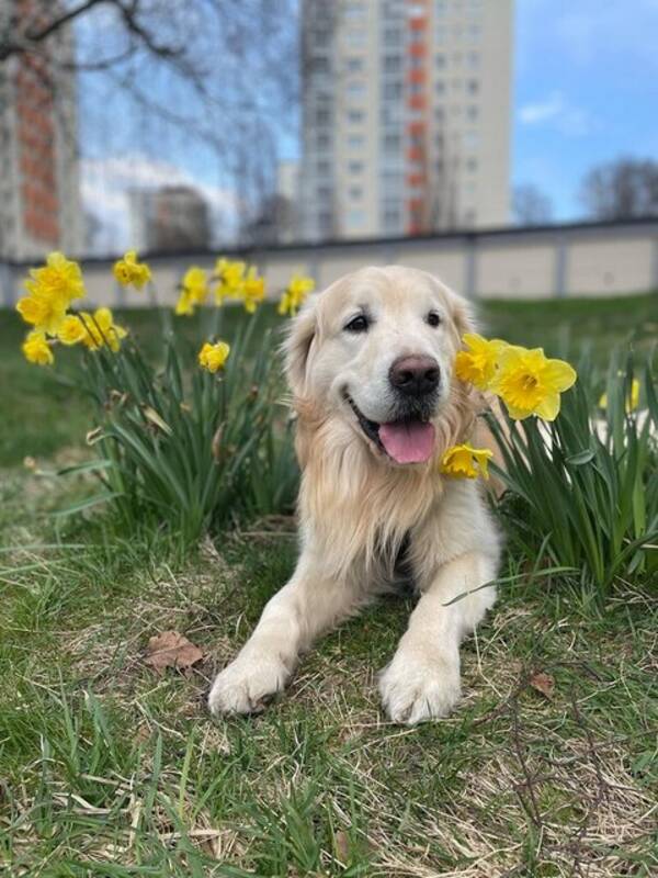 Hund - Golden retriver
