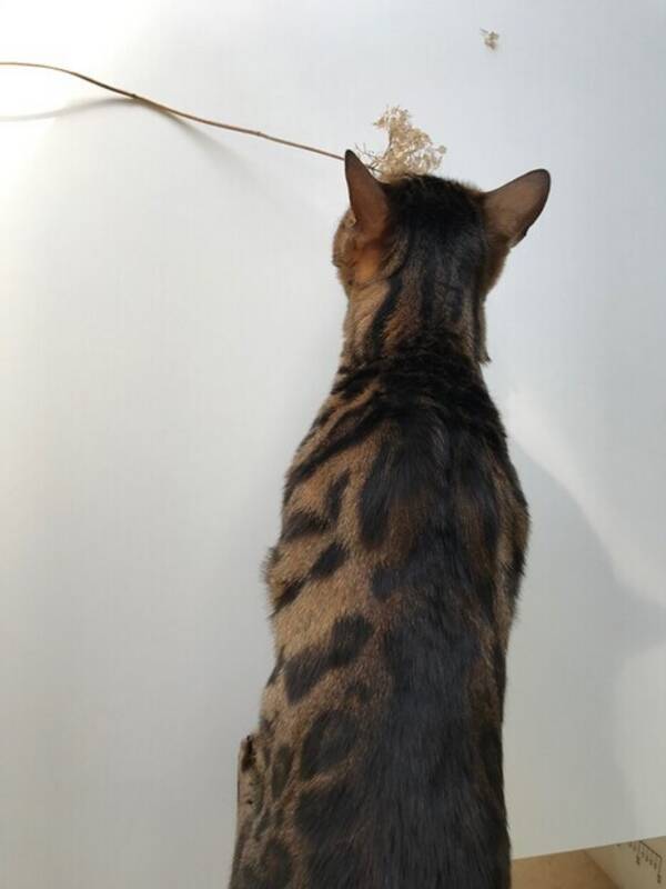 Katt - Bengal Katt - Bengal