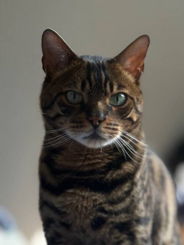 Katt - Bengal Katt - Bengal