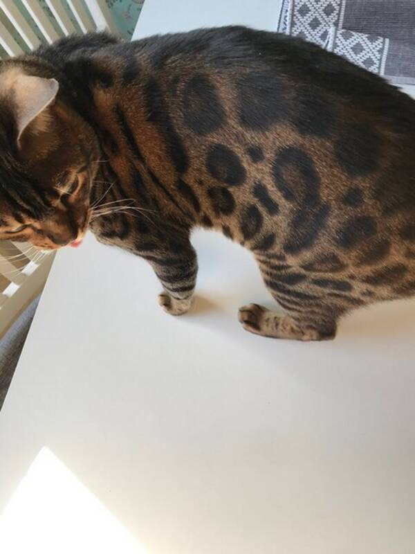 Katt - Bengal Katt - Bengal