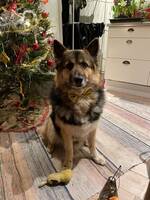 Husky/schäfer blandningen Harry. Husky/schäfer blandningen Harry.