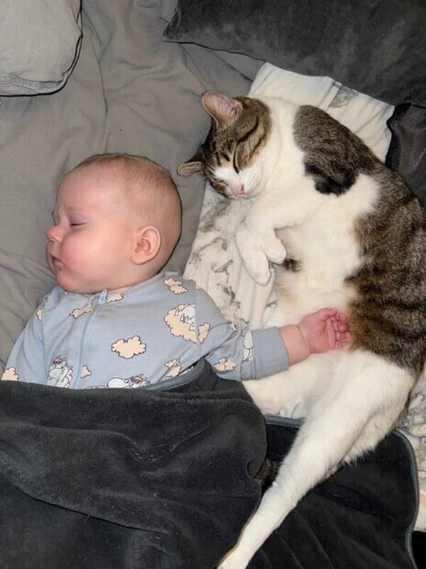 Katt - Kissen Ture 