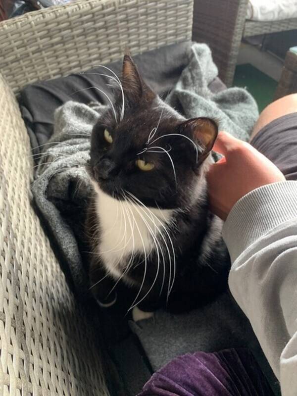 Katt - Sttliga Stella med morrhren 