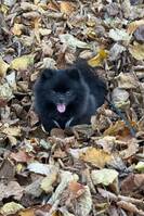 Molly Pomeranian Molly Pomeranian