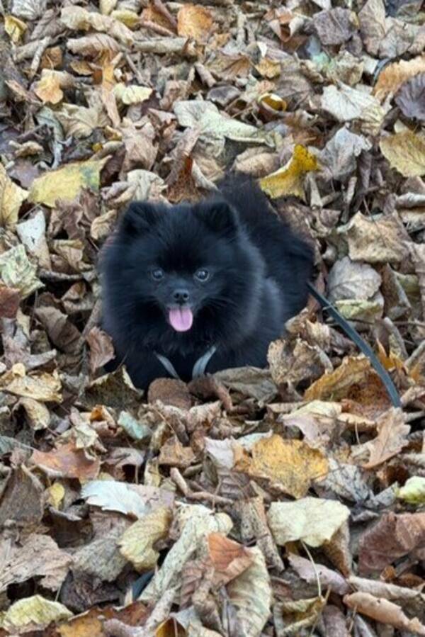 Hund - Molly Pomeranian