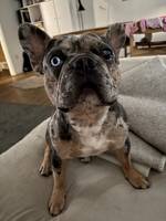 Hunden Tiger