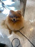 Pomeranian Dino & Enzo