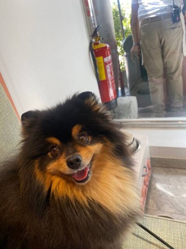 Hund - Pomeranian Dino & Enzo