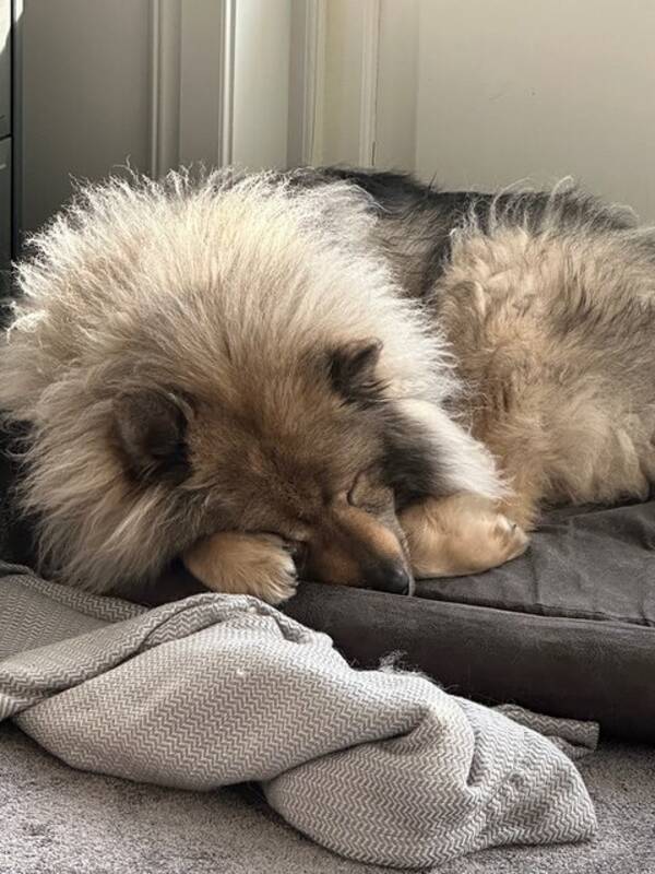 Hund - Buddy