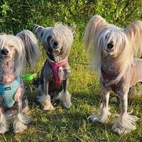 De Vil, Lexi och Jero De Vil, Lexi och Jero