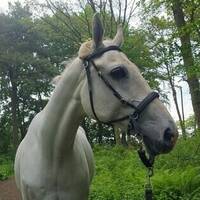 Hästen Maximus Lothus Hästen Maximus Lothus