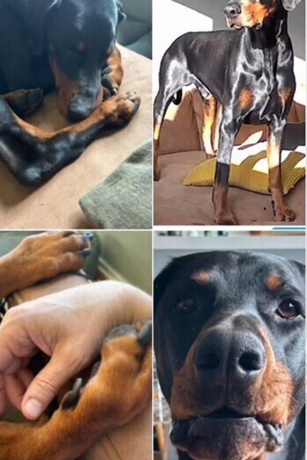 Hund - Dobermannen Hugo Hund - Dobermannen Hugo