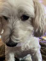 Bichon havanaisen Elsa