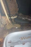 kungspyton. lady heter min orm kungspyton. lady heter min orm