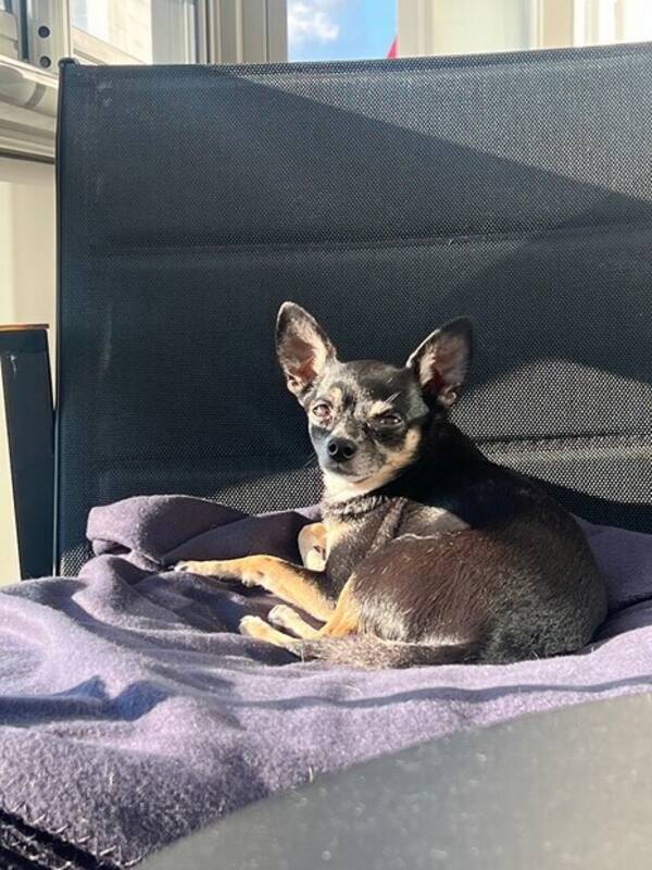 Hund - Blandisen Elliott