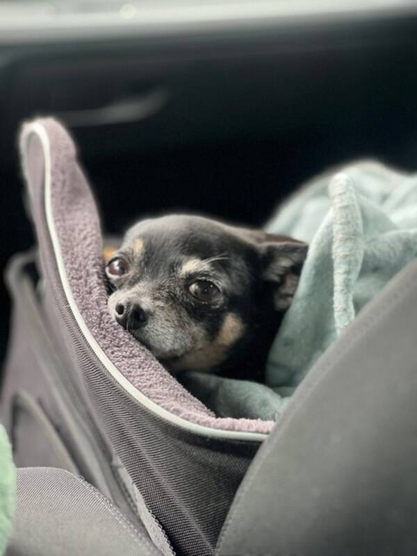 Hund - Blandisen Elliott