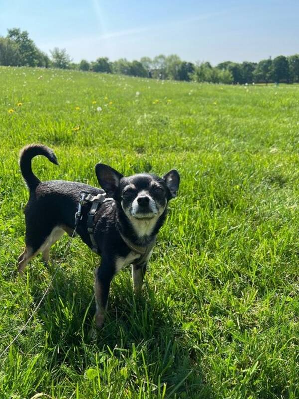 Hund - Blandisen Elliott
