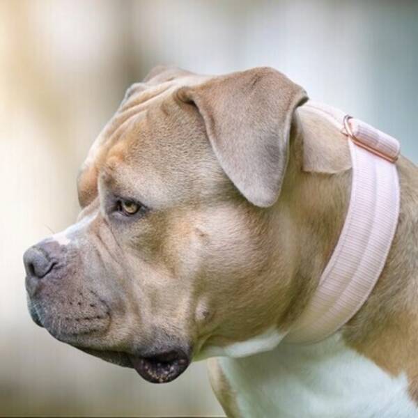 Hund - Bullyn Belle