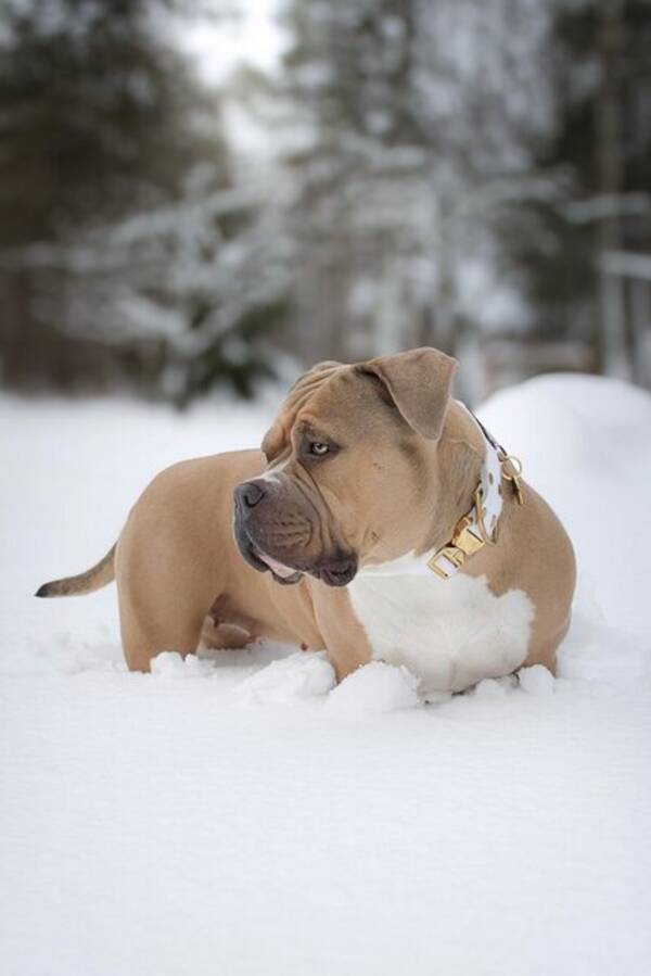 Hund - Bullyn Belle