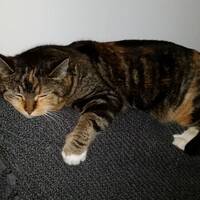 Bella