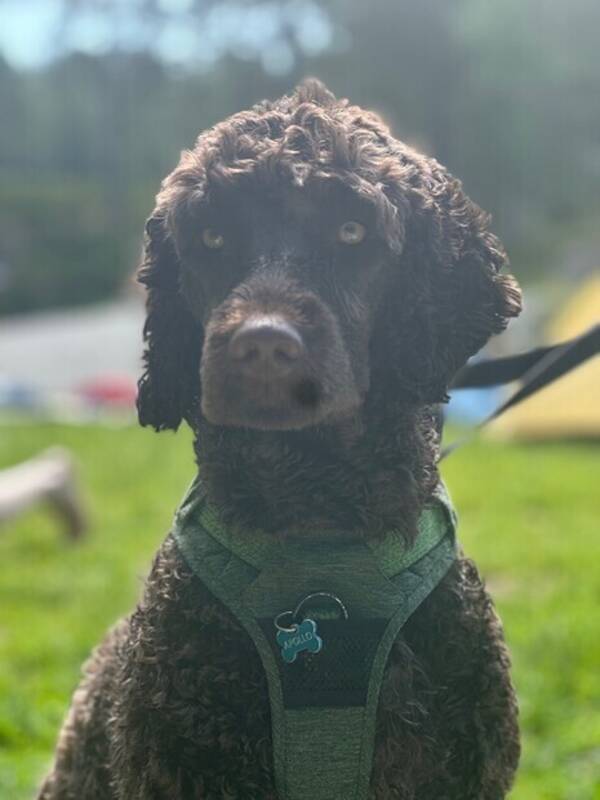 Hund - Portugisisk vannhund - Apollo Hund - Portugisisk vannhund - Apollo