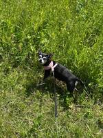 Wilma