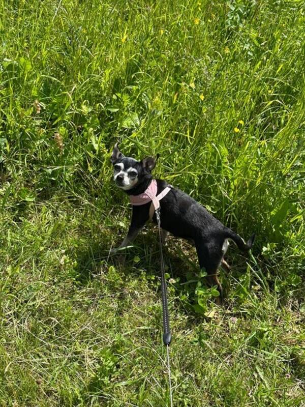 Hund - Wilma