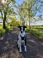 Prince The labrabullstaff