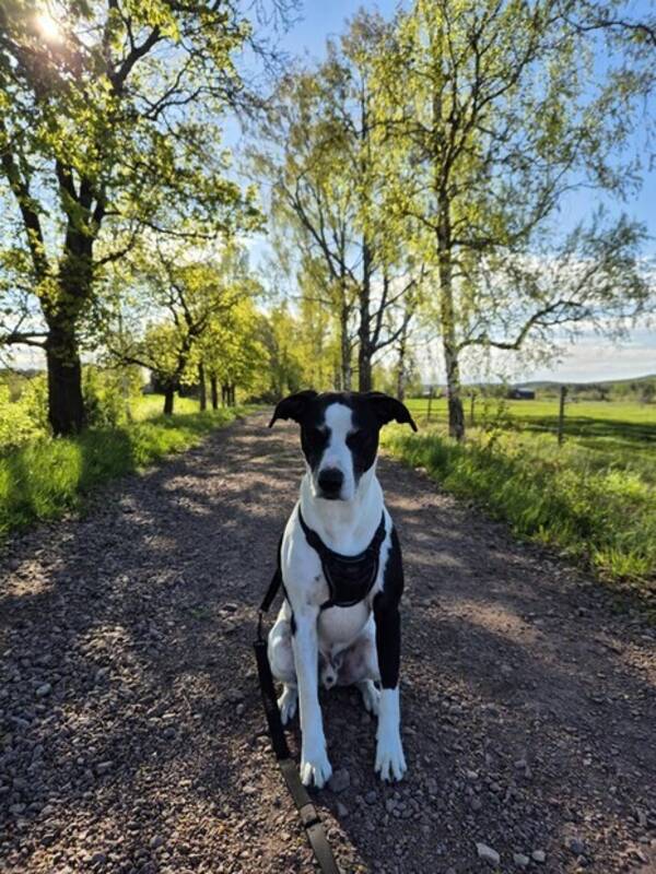 Hund - Prince The labrabullstaff