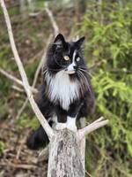 Katten Otis