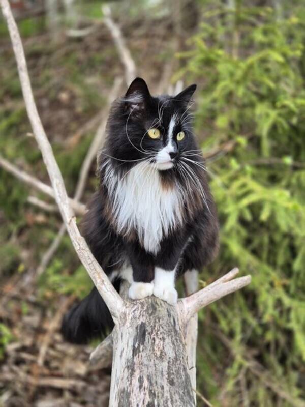 Katt - Katten Otis
