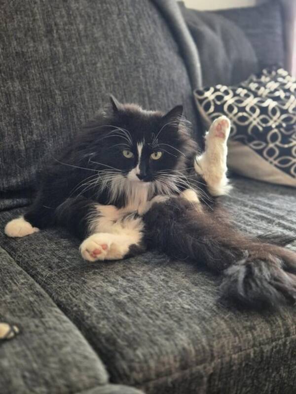 Katt - Katten Otis