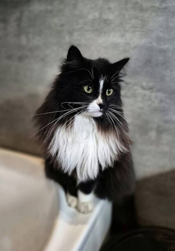 Katt - Katten Otis