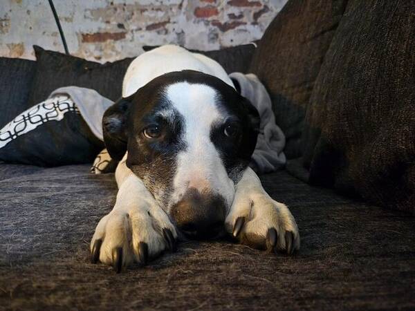 Hund - Prince The labrabullstaff