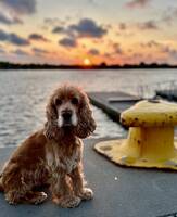 Engelsk cockerspaniel ( röd) Engelsk cockerspaniel ( röd)