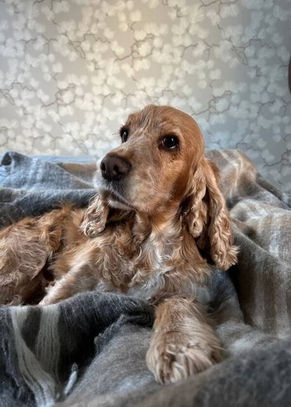 Hund - Engelsk cockerspaniel ( rd) 