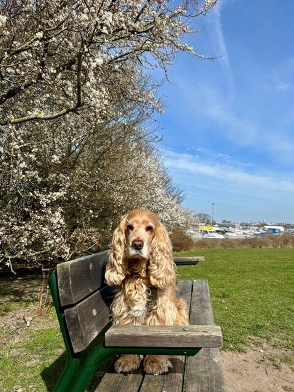 Hund - Engelsk cockerspaniel ( rd) 