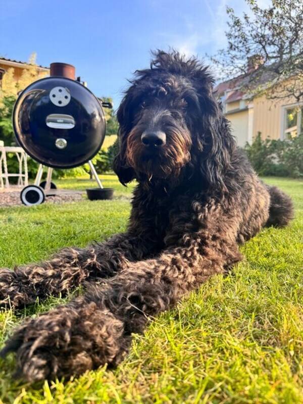Hund - Atlas