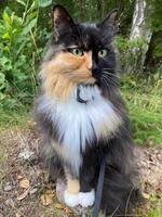 Katten Nova