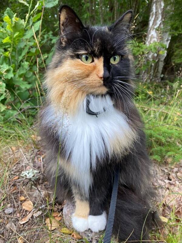 Katt - Katten Nova