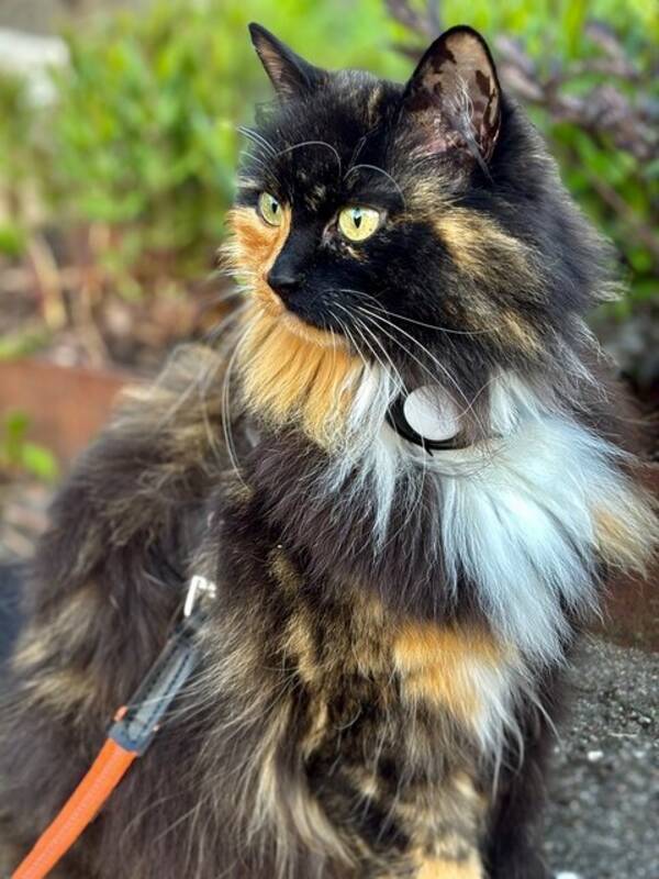 Katt - Katten Nova