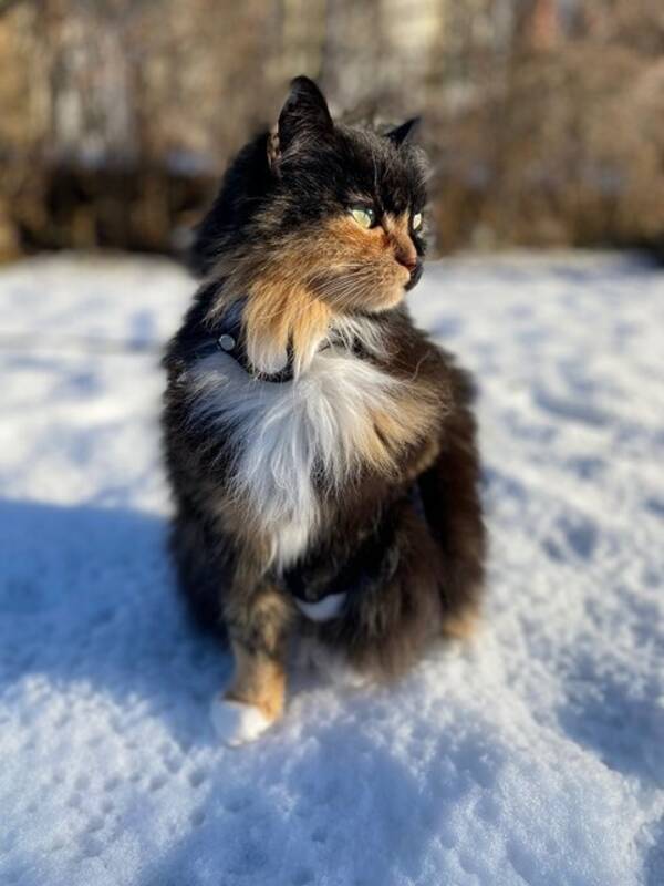 Katt - Katten Nova